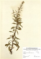 藏品(一枝黃花)的圖片